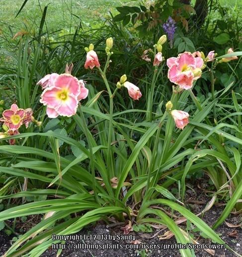 Photo of Daylily (Hemerocallis 'Shores of Time') uploaded by Seedsower