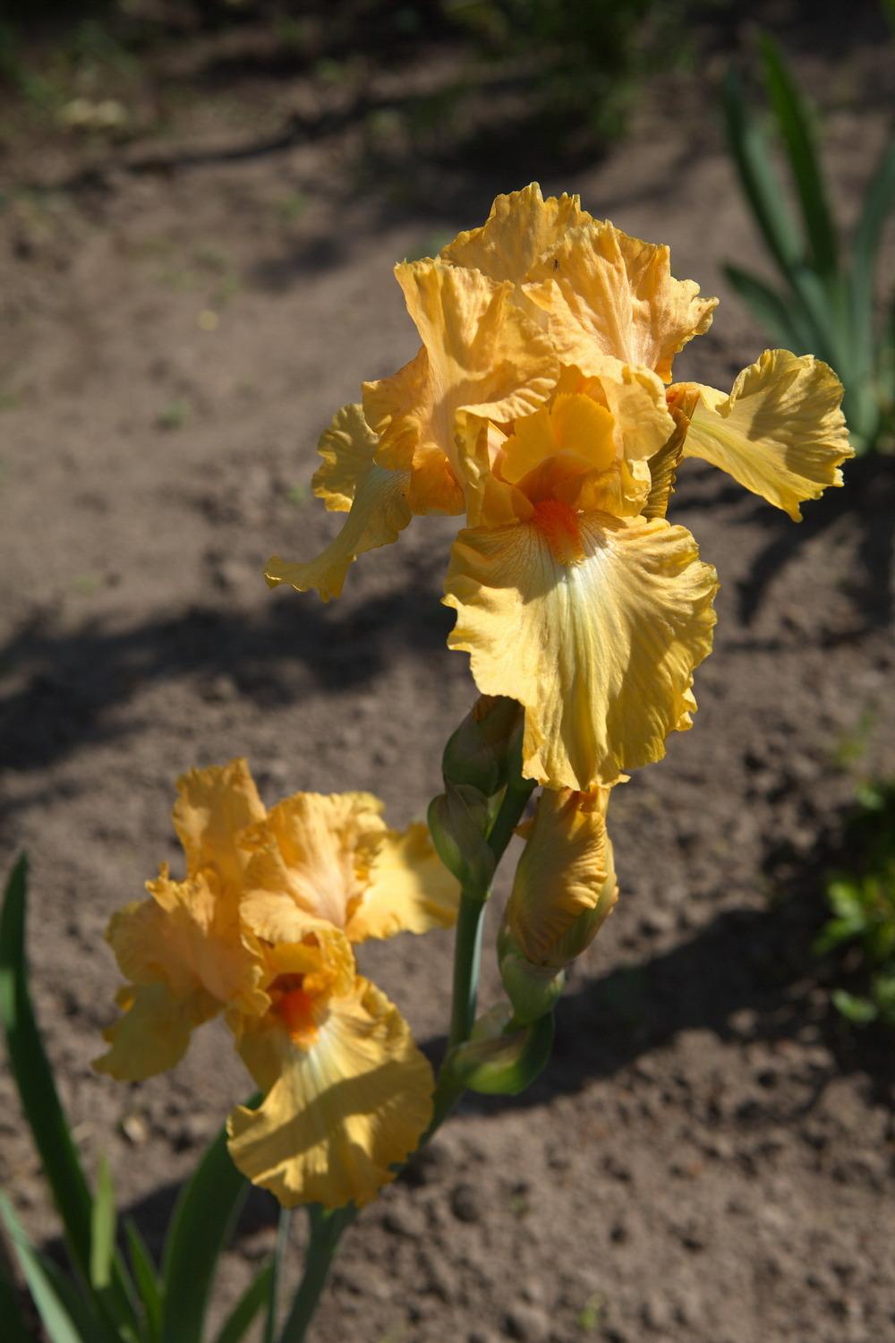 Photo of Tall Bearded Iris (Iris 'Fresno Calypso') uploaded by eko123