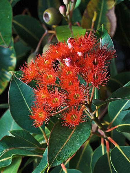 Photo of Western Australian Red-Flowering Gum (Corymbia ficifolia) uploaded by robertduval14