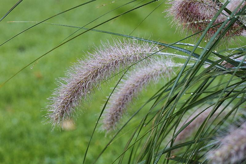 Photo of Fountain Grass (Cenchrus alopecuroides) uploaded by robertduval14