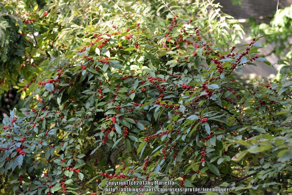 Photo of Winterberry Holly (Ilex verticillata 'Winter Red') uploaded by treehugger