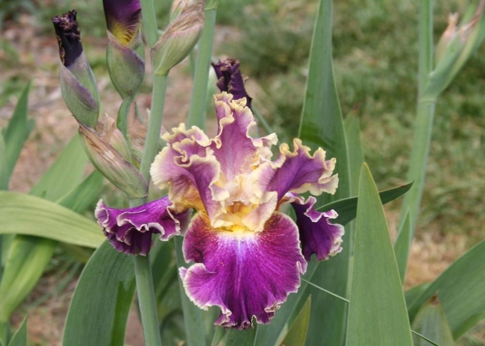 Photo of Tall Bearded Iris (Iris 'Montmartre') uploaded by KentPfeiffer