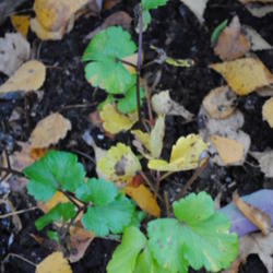 Location: My Northeastern Indiana Gardens - Zone 5b
Date: 2013-10-22
Basal rosette of a young plant.
