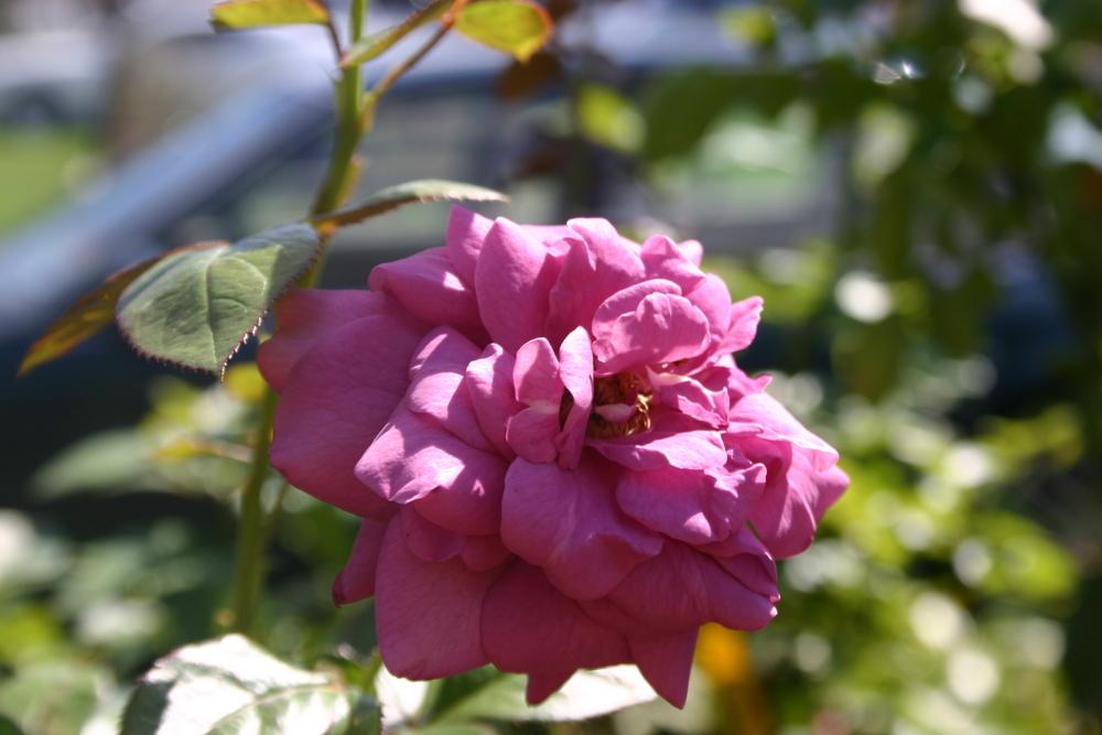 Photo of Rose (Rosa 'Plum Perfect') uploaded by jon