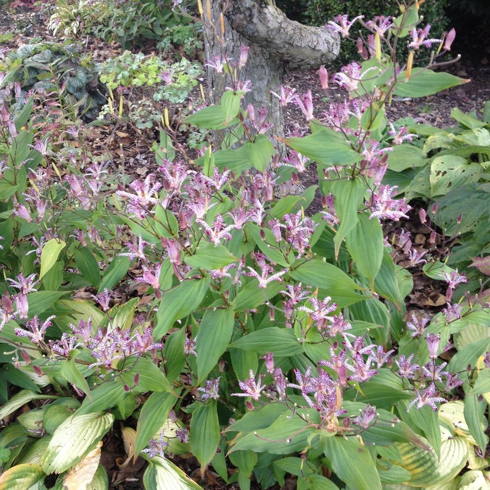 Photo of Japanese Toad Lily (Tricyrtis hirta) uploaded by jvdubb
