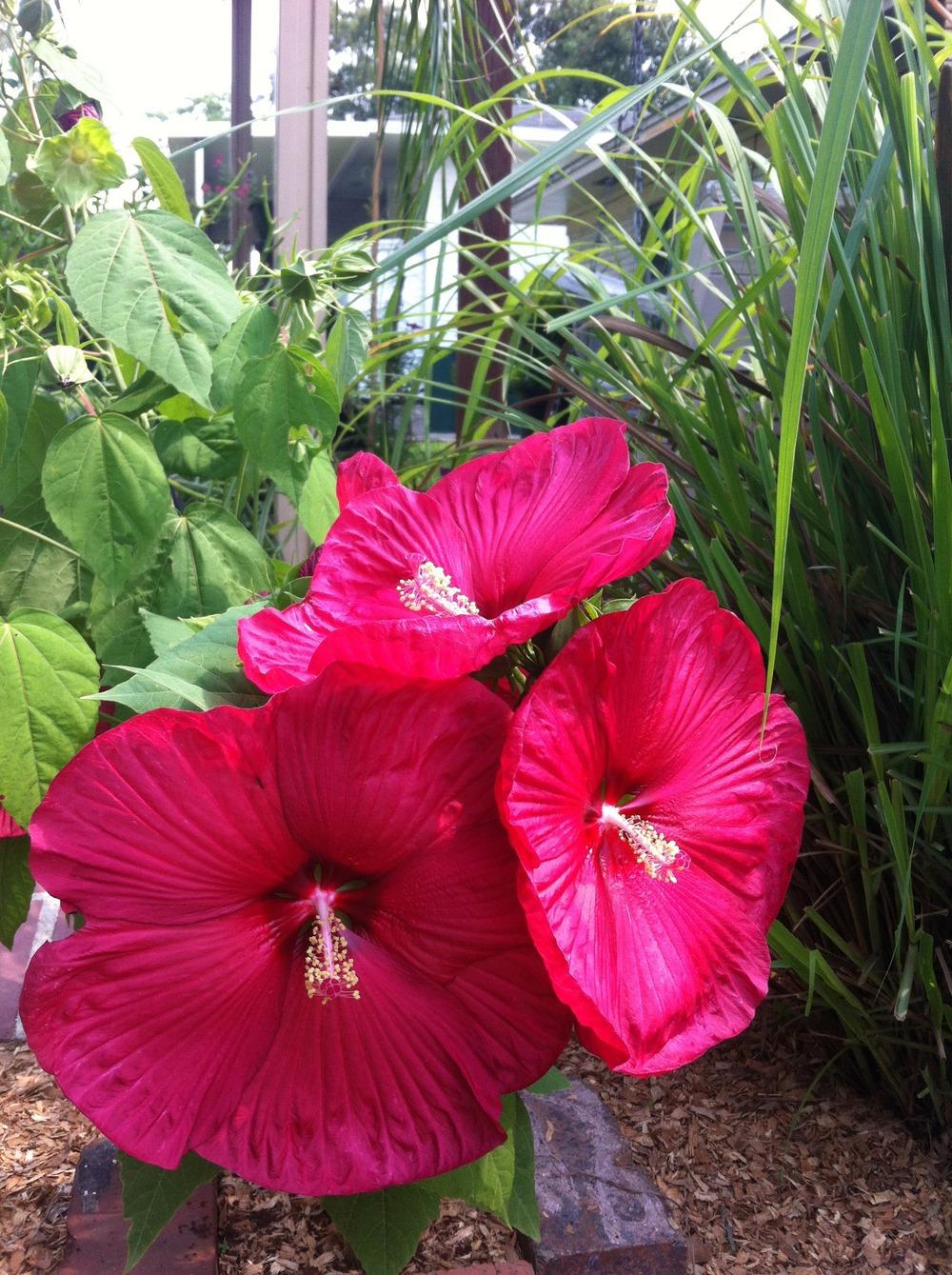 Photo of Hardy Hibiscus (Hibiscus moscheutos) uploaded by karafrederick1