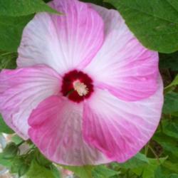 Location: South Louisiana
Date: Spring 2013
Beautiful pink pinwheel like coloring.