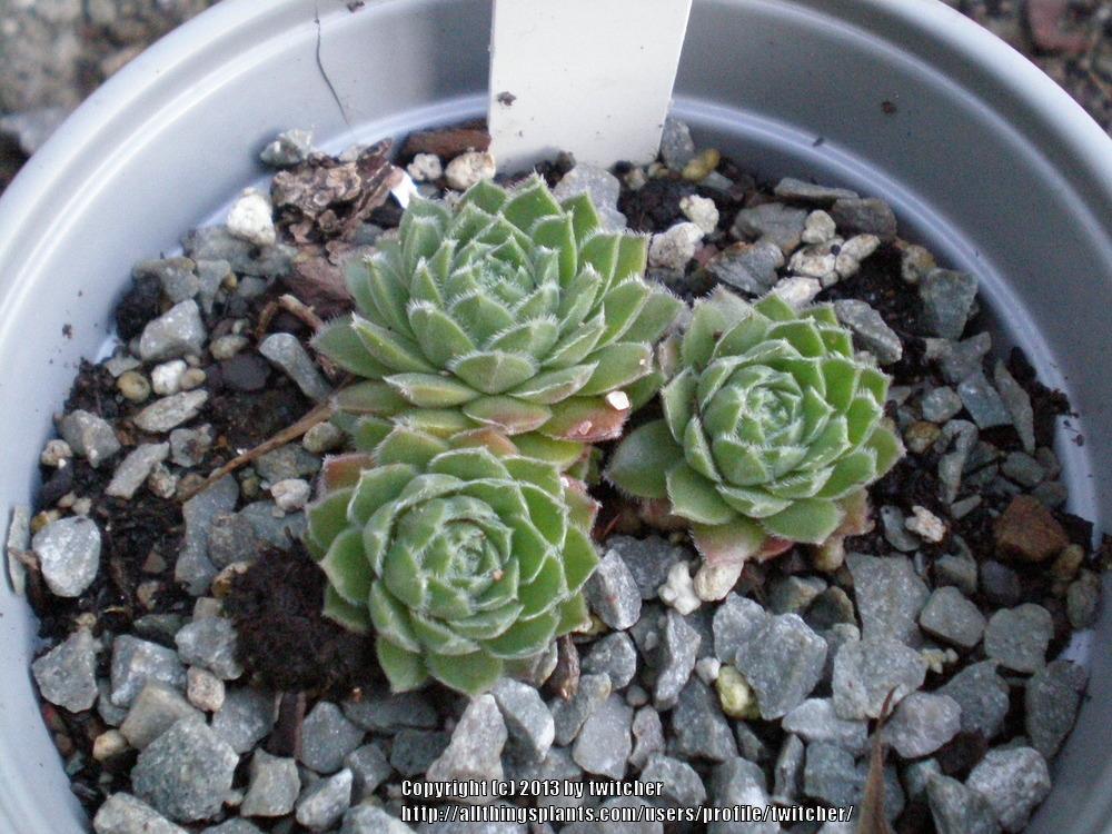 Photo of Hen and Chicks (Sempervivum 'Niphetos') uploaded by twitcher