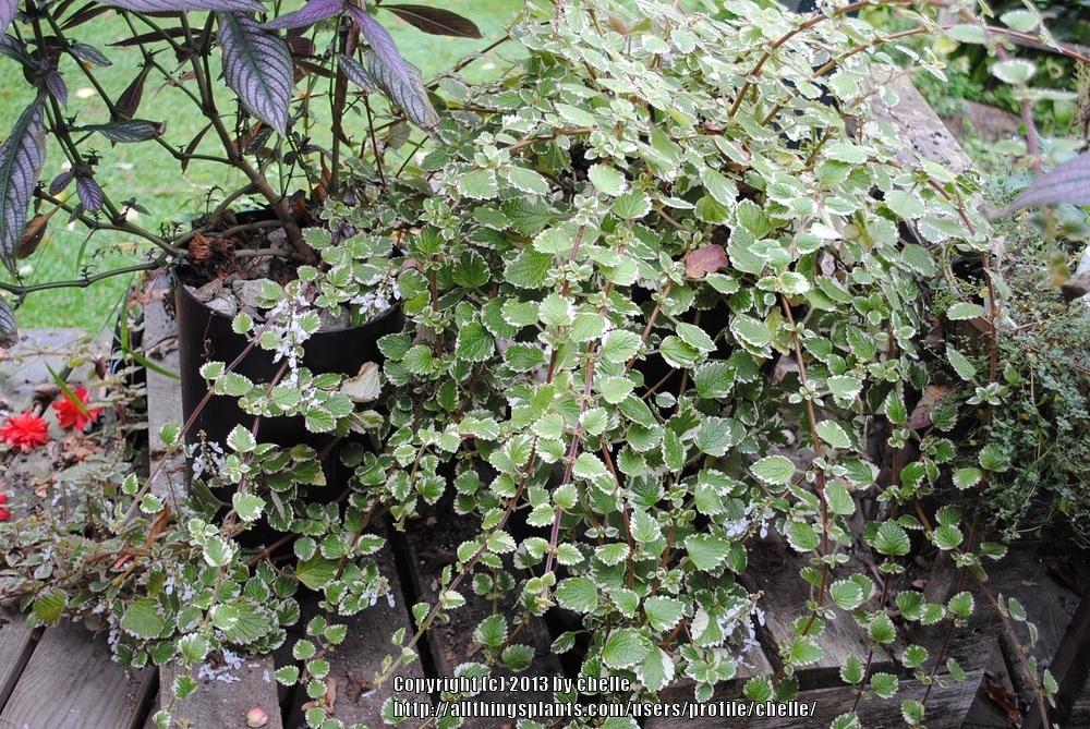Photo of White-Edged Swedish Ivy (Plectranthus glabratus 'Marginatus') uploaded by chelle