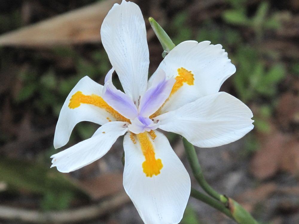 Photo of African iris (Dietes iridioides) uploaded by rocklady