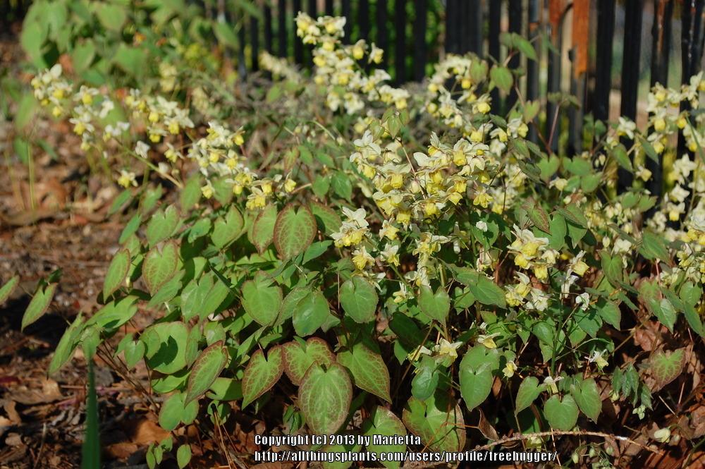 Photo of Barrenwort (Epimedium 'Sulphureum') uploaded by treehugger