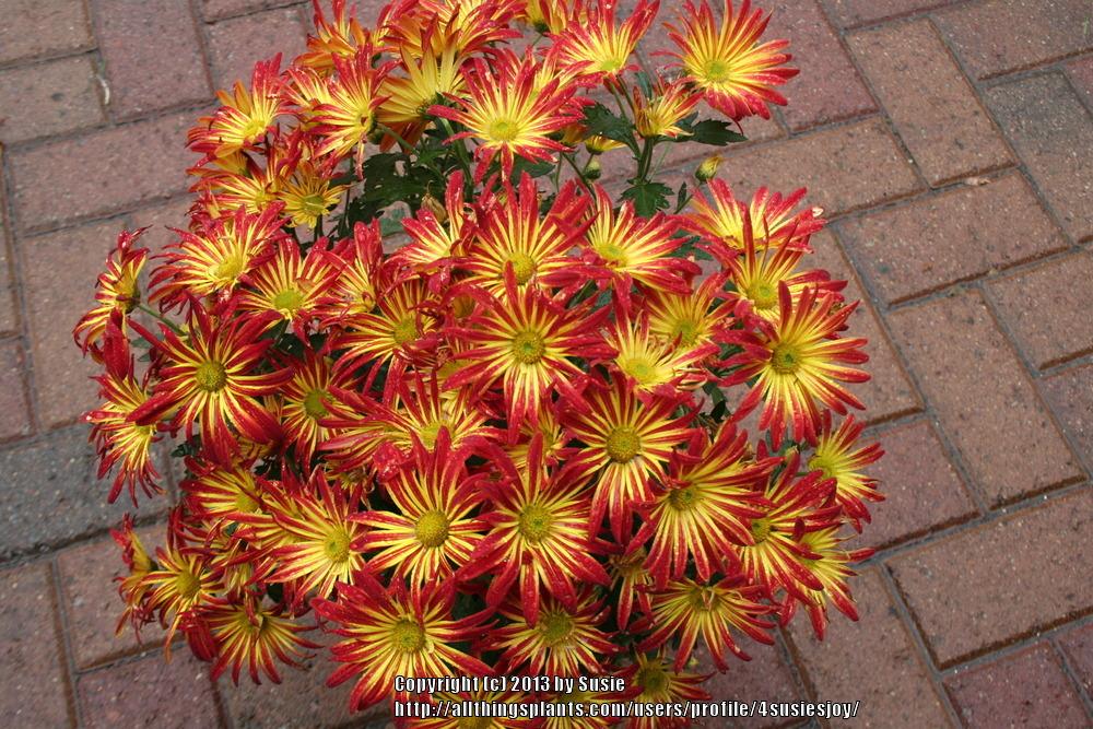 Photo of Florist Mum (Chrysanthemum Point Pelee™) uploaded by 4susiesjoy