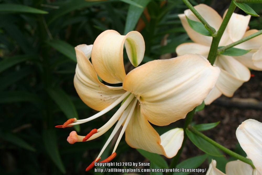 Photo of Asiatic Lily (Lilium 'Doeskin') uploaded by 4susiesjoy