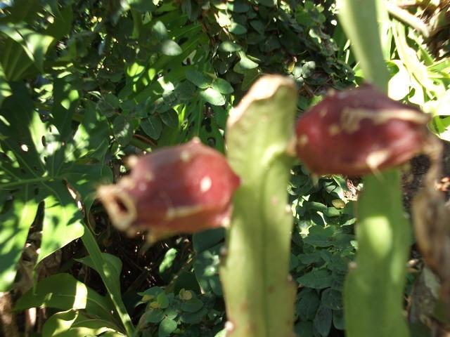 Photo of Epiphyllum uploaded by ceci