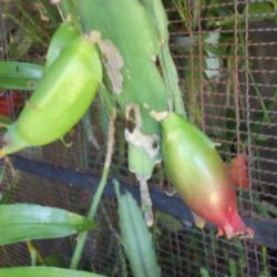 Location: La Plata, Argentina
Date: 2011-02-05
This seed pod is not ripe yet. It is still too green