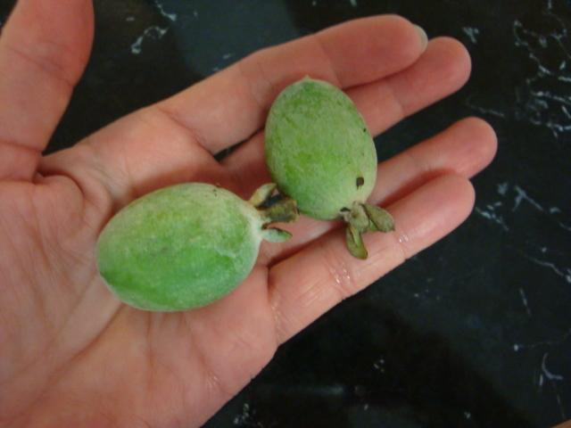 Photo of Pineapple Guava (Feijoa sellowiana) uploaded by flaflwrgrl