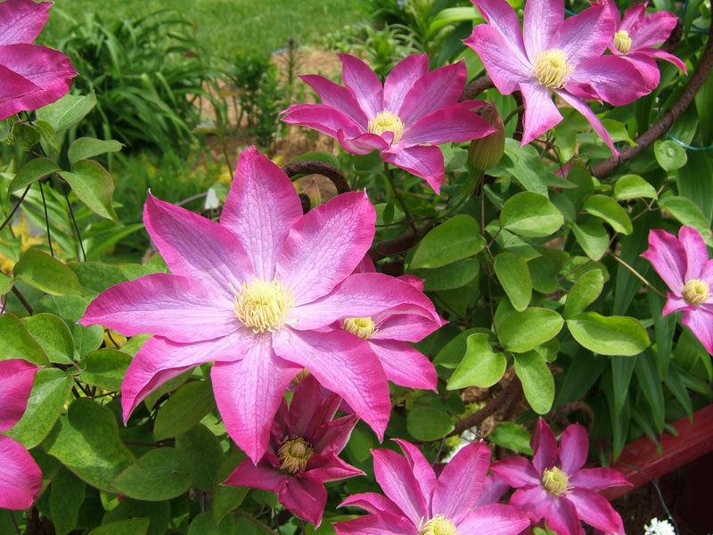 Photo of Clematis 'Pink Champagne' uploaded by pirl