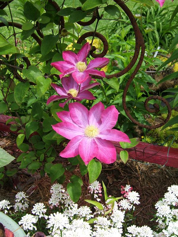 Photo of Clematis 'Pink Champagne' uploaded by pirl