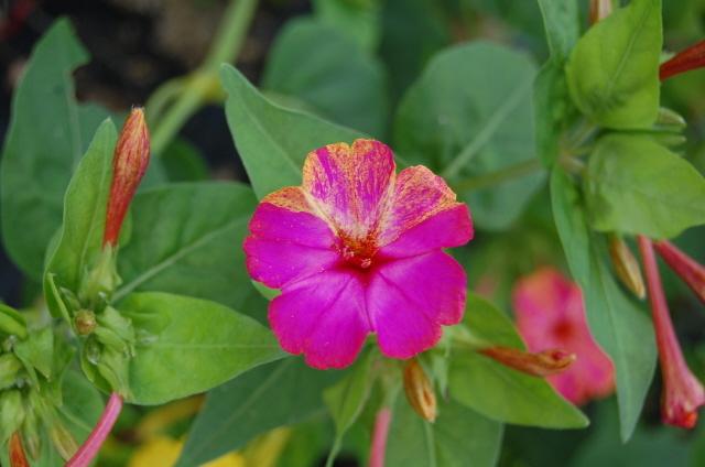 Photo of Four o'Clocks (Mirabilis jalapa 'Broken Colors') uploaded by pixie62560