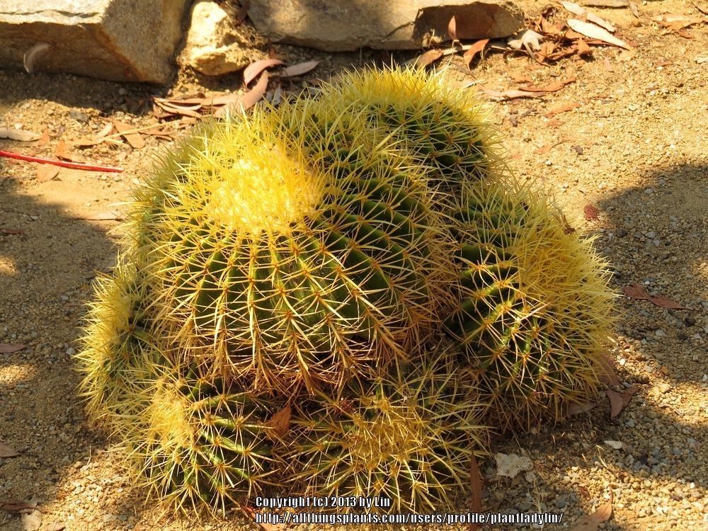 Photo of Golden Barrel Cactus (Kroenleinia grusonii) uploaded by plantladylin