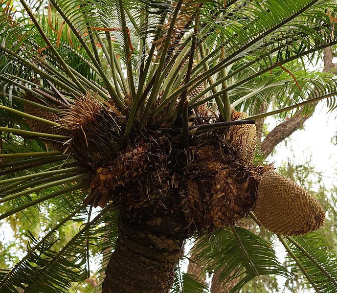 Photo of Sago Palm (Cycas revoluta) uploaded by robertduval14