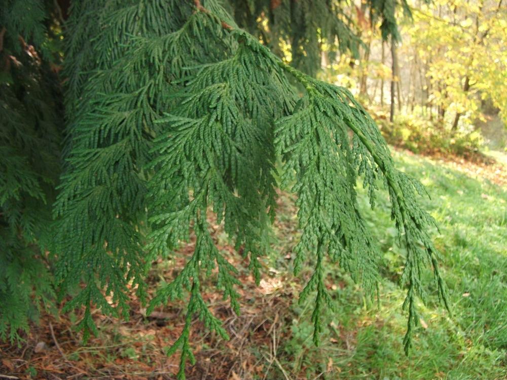 Photo of Western Red Cedar (Thuja plicata) uploaded by Bonehead