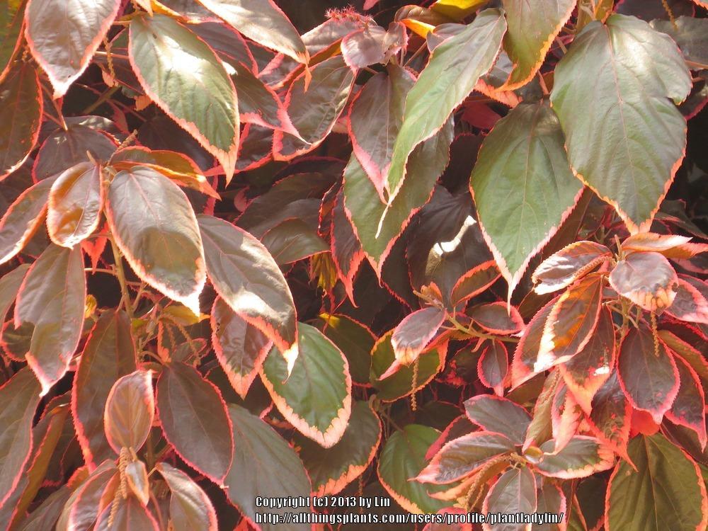 Photo of Copper Leaf (Acalypha wilkesiana) uploaded by plantladylin