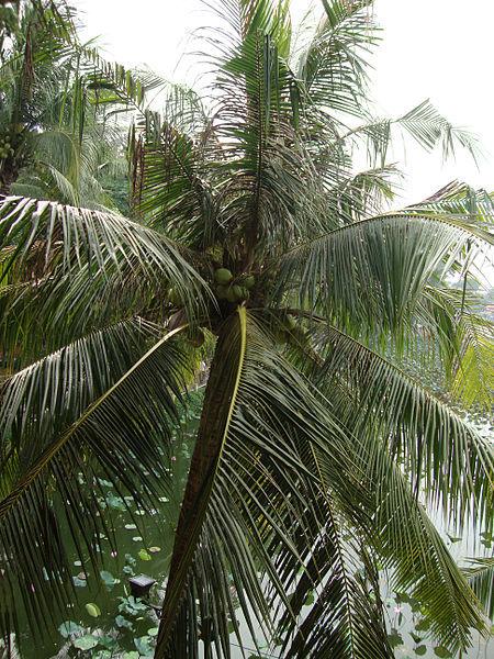 Photo of Coconut Palm (Cocos nucifera) uploaded by robertduval14