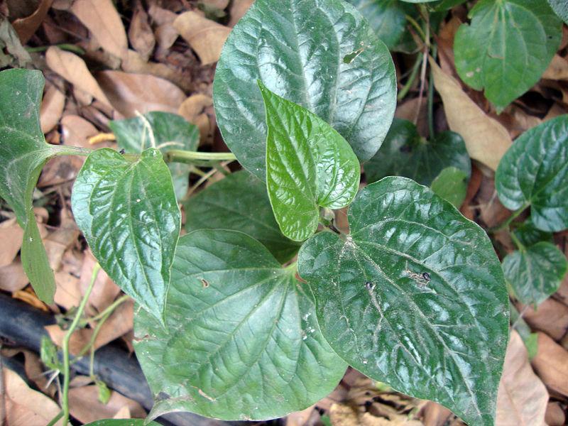 Photo of Wild Betel Leaf (Piper sarmentosum) uploaded by robertduval14