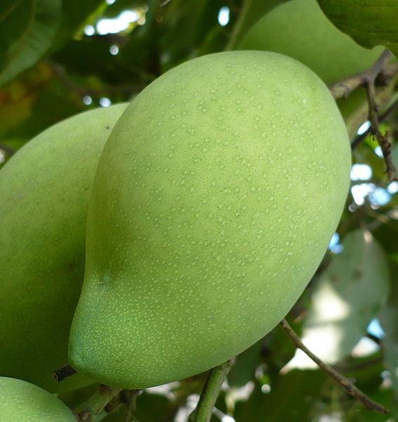 Photo of Common Mango (Mangifera indica) uploaded by robertduval14