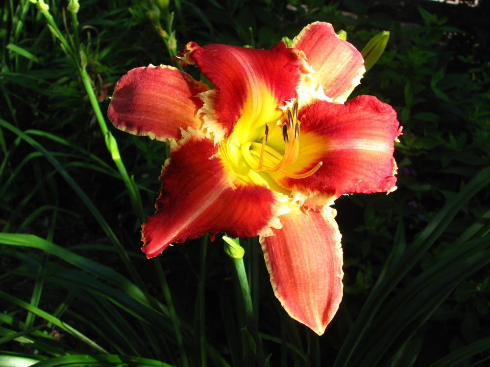 Photo of Daylily (Hemerocallis 'Rosy Spiketail') uploaded by valleyrimgirl