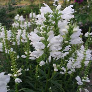 Photo of Obedient Plant (Physostegia virginiana 'Summer Snow') uploaded by vic