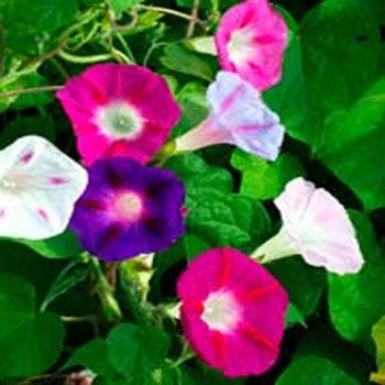 Photo of Morning Glories (Ipomoea) uploaded by vic