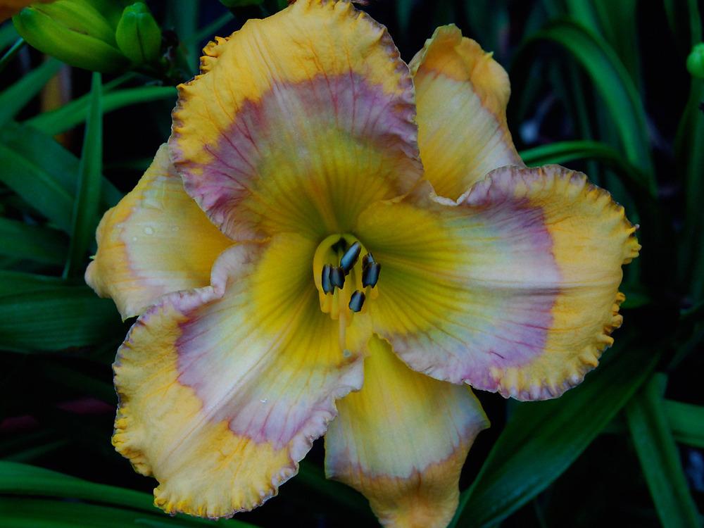 Photo of Daylily (Hemerocallis 'Sunflower Blues') uploaded by vic