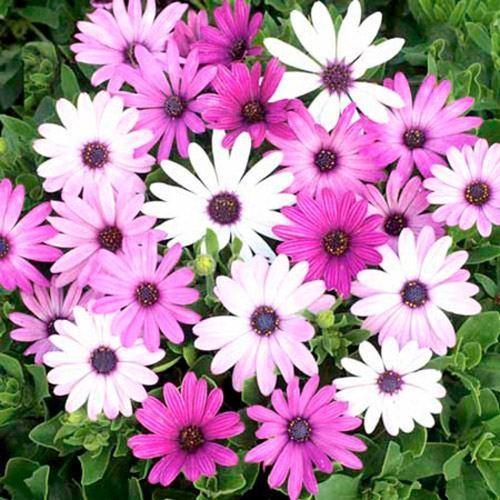 Photo of African Daisy (Osteospermum ecklonis 'Passion Mix') uploaded by vic