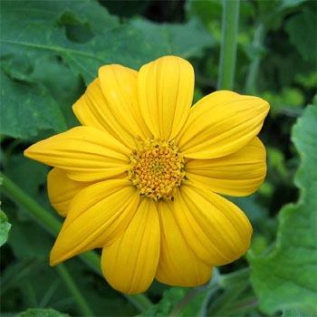 Photo of Mexican Sunflower (Tithonia rotundifolia 'Yellow Torch') uploaded by vic