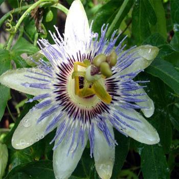 Photo of Blue Passion Flower (Passiflora caerulea) uploaded by vic