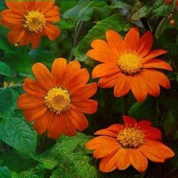 Photo of Mexican Sunflower (Tithonia rotundifolia) uploaded by vic