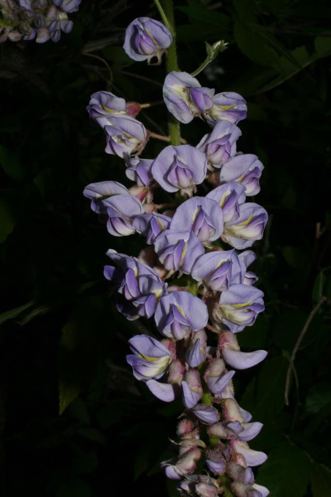 Photo of American Wisteria (Wisteria frutescens) uploaded by SongofJoy