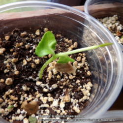 Location: Plano, TX
Date: 2013-10-27
Vine-like growth on seedling