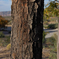 Location: Elephant Butte, NM
Date: 2013/10/27
bark with woodpecker/sapsucker holes