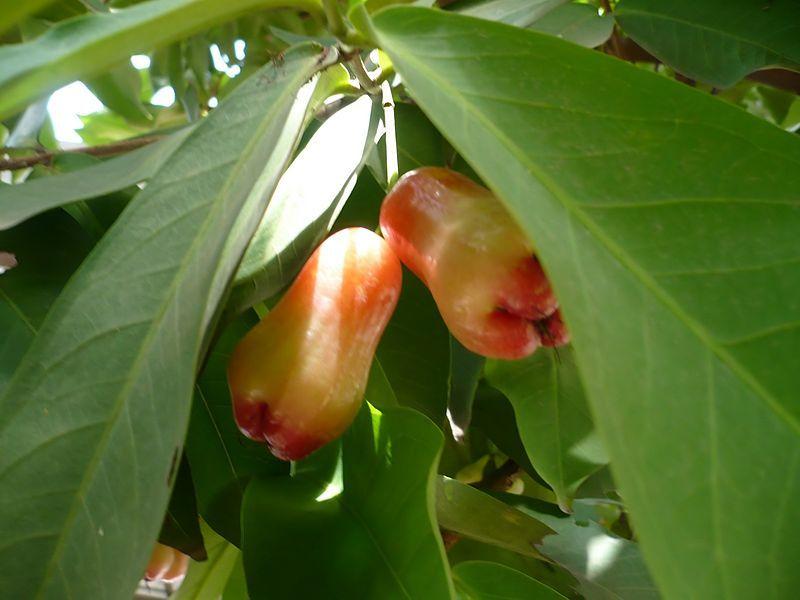 Photo of Java Apple (Syzygium samarangense) uploaded by robertduval14
