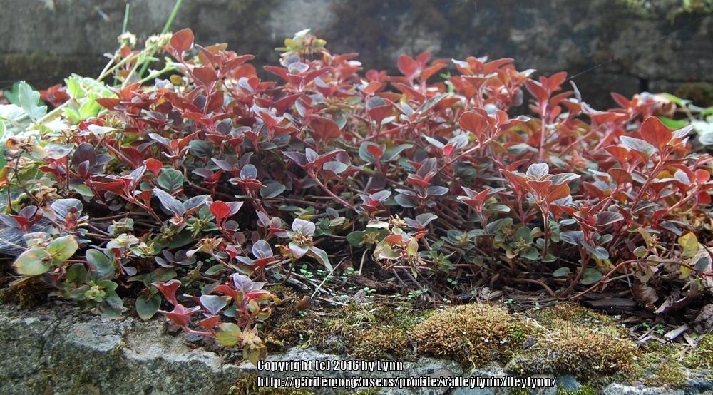 Photo of Dense-Flowered Loosestrife (Lysimachia congestiflora 'Persian Chocolate') uploaded by valleylynn