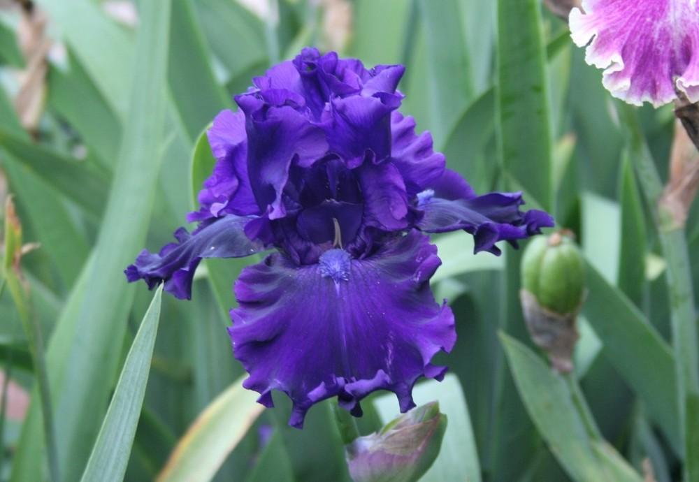 Photo of Tall Bearded Iris (Iris 'Magnificent Masterpiece') uploaded by KentPfeiffer