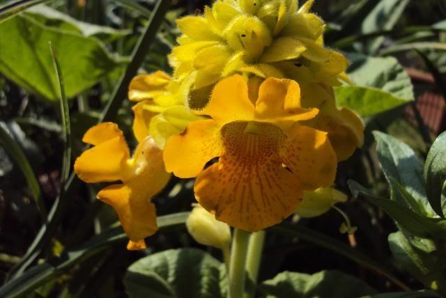 Photo of Yellow Unicorn Plant (Ibicella lutea) uploaded by poisondartfrog