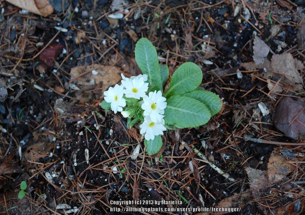 Photo of Drumstick Primrose (Primula denticulata 'Alba') uploaded by treehugger