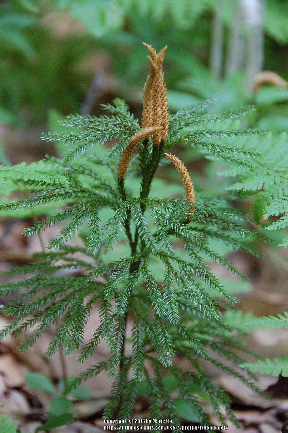 Photo of Ground Pine (Dendrolycopodium obscurum) uploaded by treehugger
