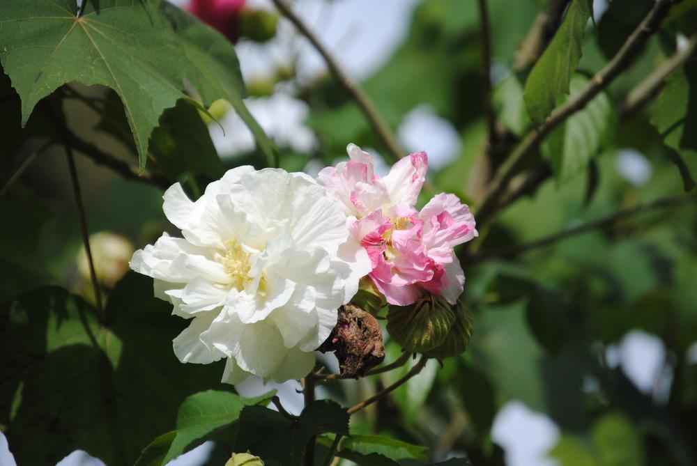 Photo of Confederate Rose (Hibiscus mutabilis) uploaded by Moonhowl