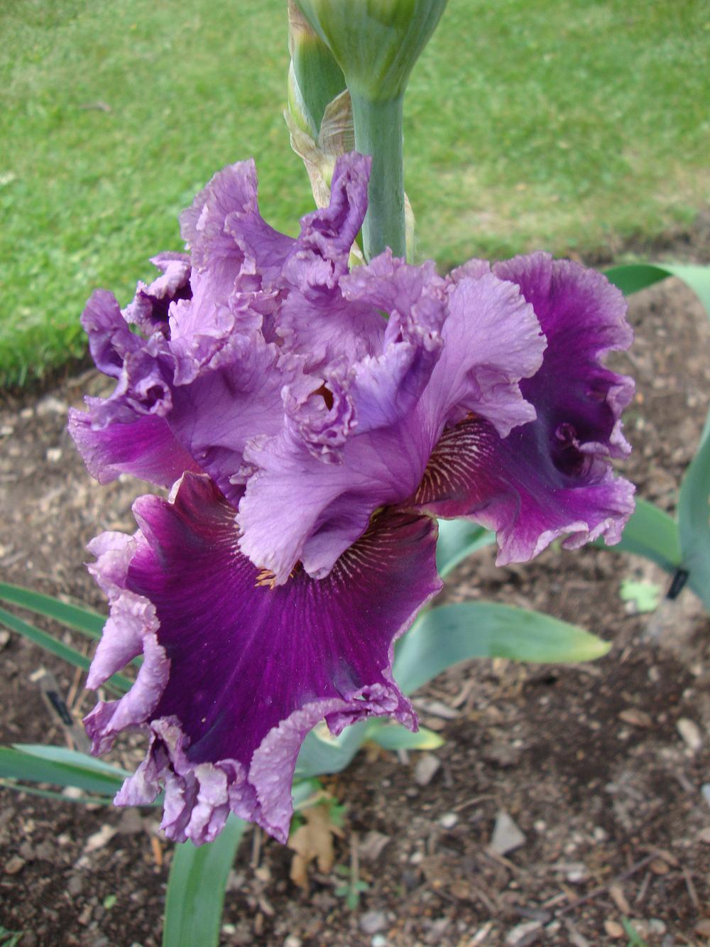 Photo of Tall Bearded Iris (Iris 'Another Woman') uploaded by Paul2032