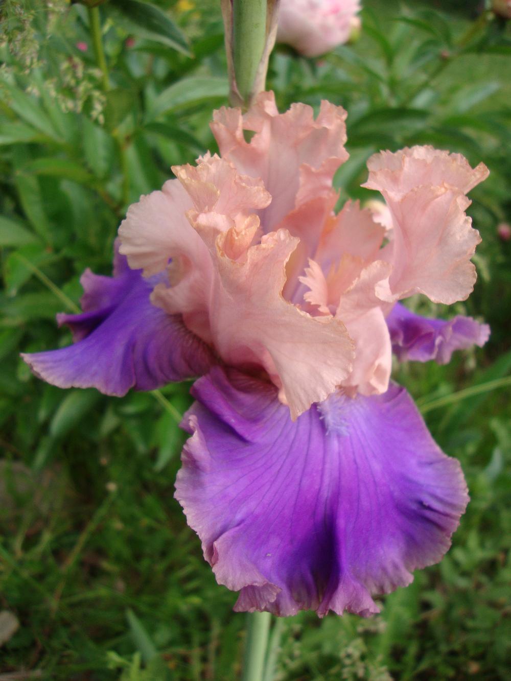 Photo of Tall Bearded Iris (Iris 'Florentine Silk') uploaded by Paul2032